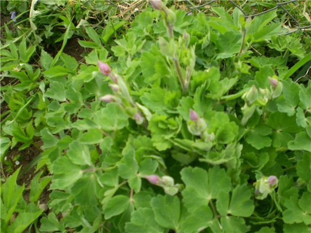 pakujac